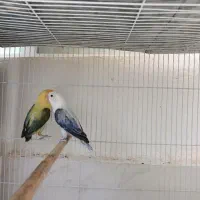 طوطی برزیلی یووینگ|پرنده|شیراز, شهرک گلستان|دیوار