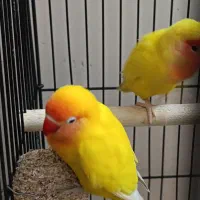 کوتوله مولد با تخم