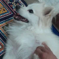 سگ پامرین روباهی نر