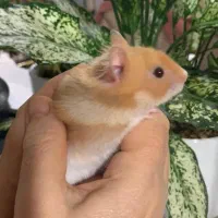 همستر مینجو|موش و خرگوش|بوشهر, |دیوار