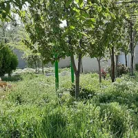 باغچه