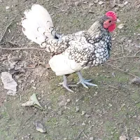 مرغ خروس سیبرایت (چینی)|حیوانات مزرعه|کوچصفهان, |دیوار