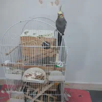 عروس هلندی نر وماده همراه ۳ جوجه
