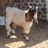 چپش نر داشتی|حیوانات مزرعه|افزر, |دیوار