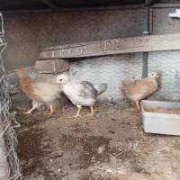 چوری وکفتر|پرنده|یزد, |دیوار