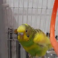 مرغ عشق ماده