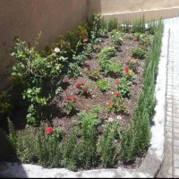 درخت کاری باغبانی گل گیاه تهران تخصص در گیاهان