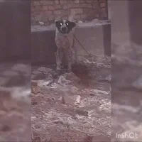 سگ نگهبان و گله ای|سگ|قنوات, |دیوار