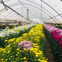 گل داودی و عروس تعداد(عمده)