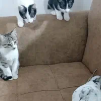 گربه خشکل خونگی ....سالم و بازیگوش و دوست داشتنی|گربه|تالش, هشتپر|دیوار