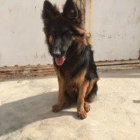 سگ ژرمن شولاین ۶ماهه گمشده هرکس پیداش کردمژدگانی