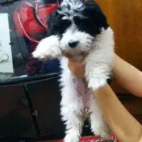 سگ گمشده|حیوانات|ملایر, |دیوار