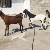 بز جوان|حیوانات مزرعه|مسجد سلیمان, |دیوار