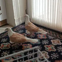 کله سفید کربلایی|پرنده|فردوس (خراسان), |دیوار