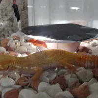 معاوضه کگو ماده با کگو نر|خزنده|کرج, کمال‌شهر|دیوار