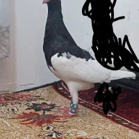 کفتر یهودی سیاه قلدر