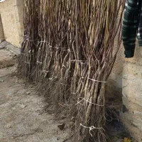 بهترین زمان خرید نهال گردو