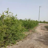 باغچه-برای-خونه-باغ