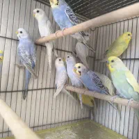 مرغ عشق رنگ خاص