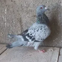 کفتر آلمانی مسافتی|پرنده|نیشابور, شهید بهشتی|دیوار