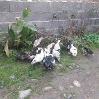 ۱۲ عدد اوردک اسراییلی ۴ ماهه  فروشی