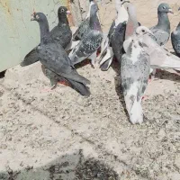 جوانه‌کفتر|پرنده|تیمور آباد, |دیوار