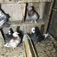 کبوتر خانگی