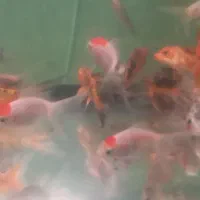 ماهی گلدفیش و کوی باله بلند