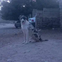 سگ گله‌ای