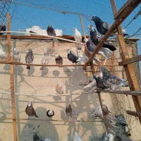 کفتر سعی سالم