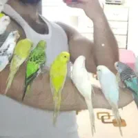 مرغ عشق موجود