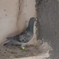 کبوتر فروشی|پرنده|تربت‌حیدریه, پائین ولایت|دیوار