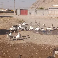 فروشی|حیوانات مزرعه|بانش, |دیوار