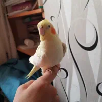 جوجه طوطی عروس هلندی