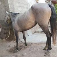 اسب ۳ ساله