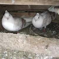 جفت دوکت نبات