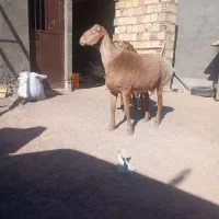 بره و بزغاله نر سربیشه|حیوانات مزرعه|بیرجند, |دیوار