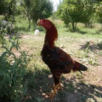 فروش خروس و مورغ