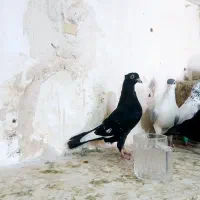 کبوتر رنگی گرفتنی ناشی خوشکل|پرنده|اهواز, کمپلو جنوبی|دیوار