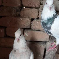 کبوتر طوقی خالدار بدونه اسراد|پرنده|سنندج, |دیوار