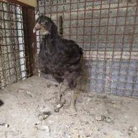 جوجه و مرغ|حیوانات مزرعه|تهران, تهرانپارس غربی|دیوار