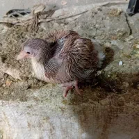 هفترنگ شکلاتی نر،گمشده