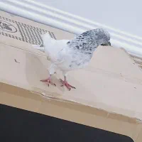 پرنده|پرنده|شادگان, |دیوار