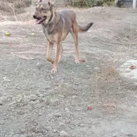 سگ باهوش|سگ|نوشین شهر, |دیوار