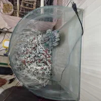 آکواریوم