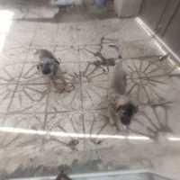 توله پژدر|سگ|تویسرکان, |دیوار