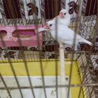 فنج نرگسی یک جفت و یک نر