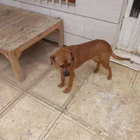 یک قلاده سگ پیت بول ماده