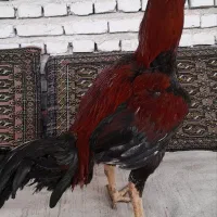 خروس لاری|حیوانات مزرعه|ساری, |دیوار