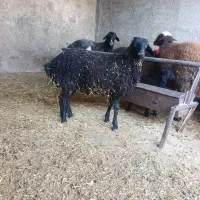 بره بره میش بز